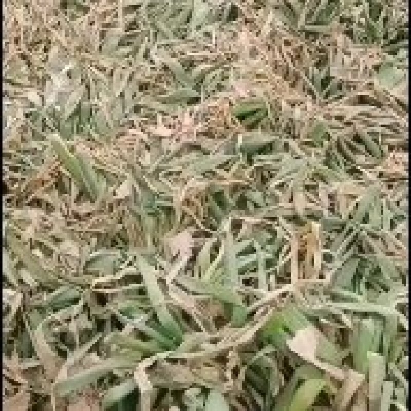 隆尧长白葱