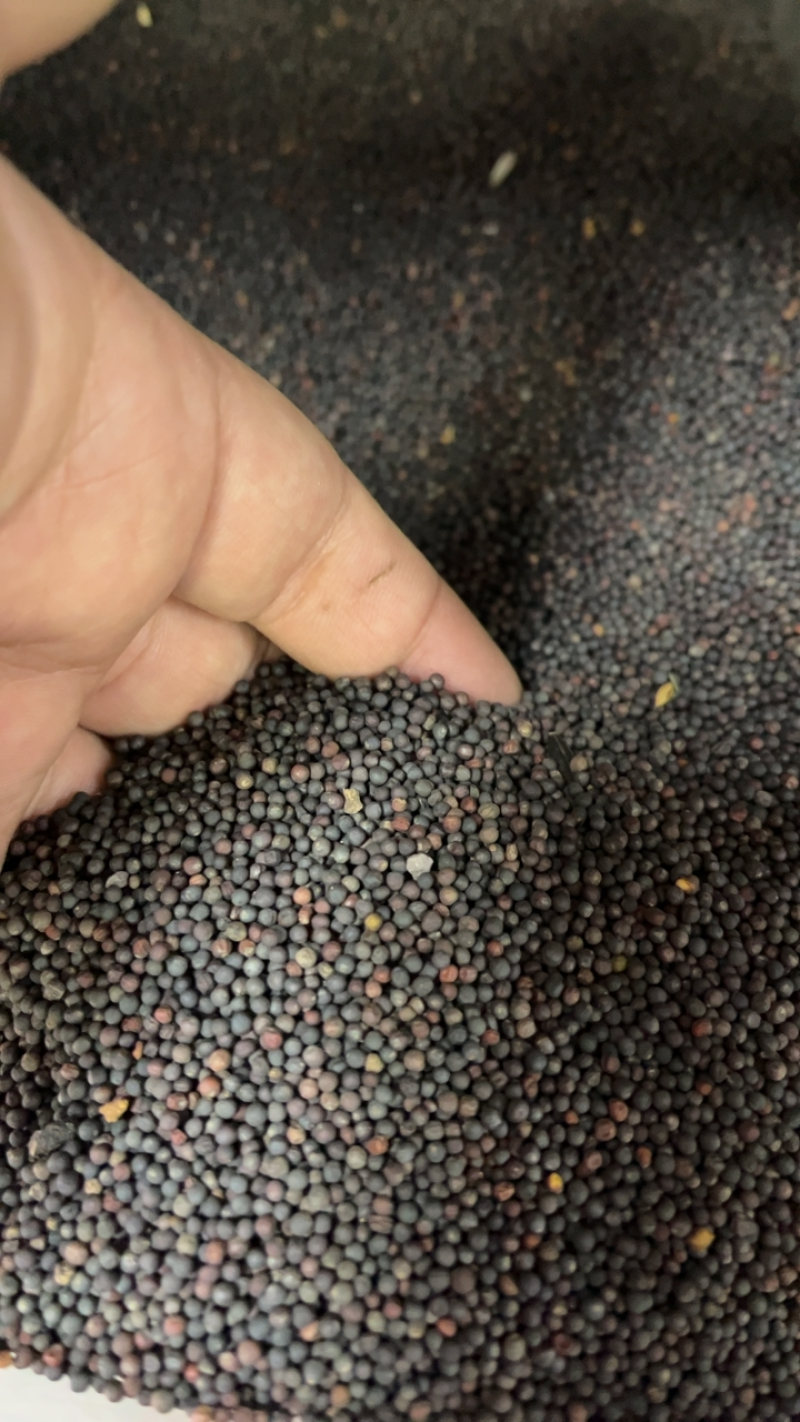 精品油菜籽精选好货100斤订包出油35以上
