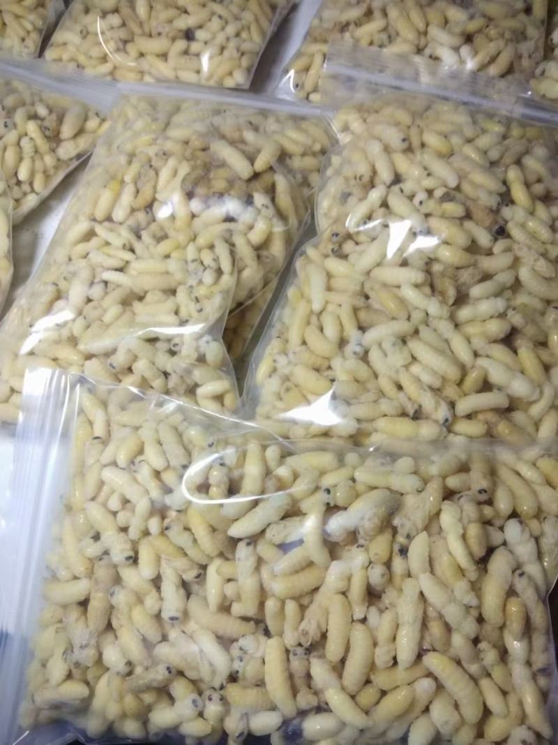 精品蜂蛹一手货源