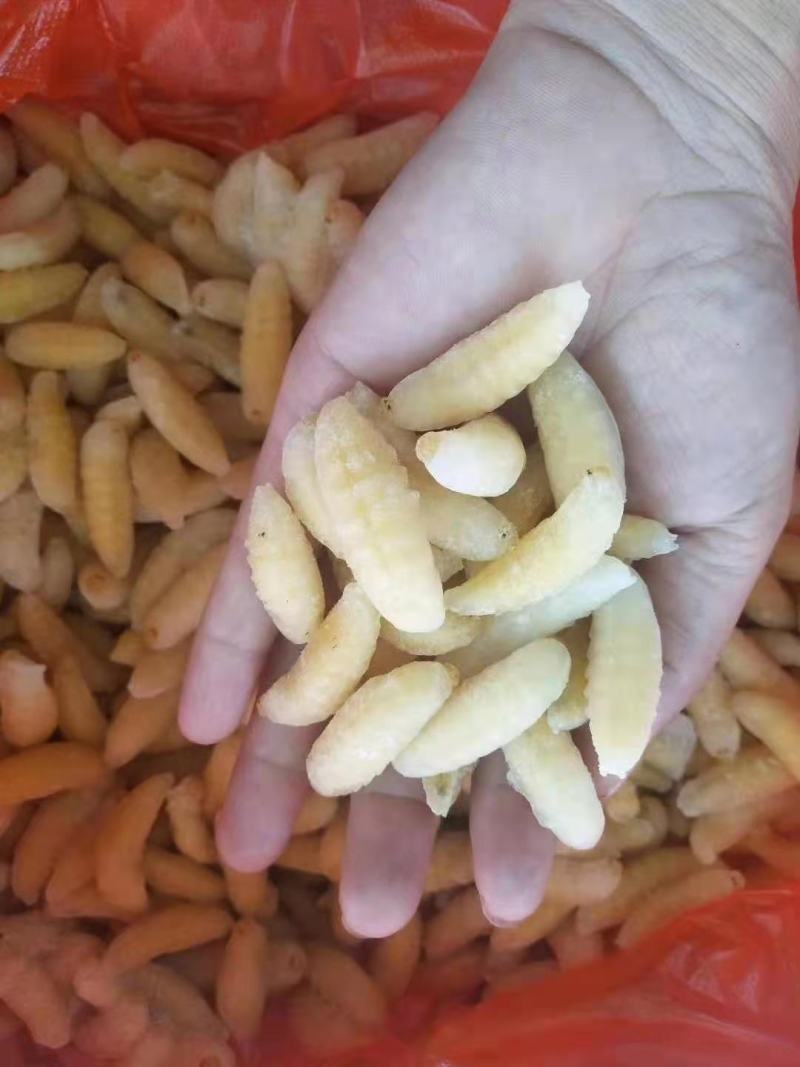 精品蜂蛹一手货源