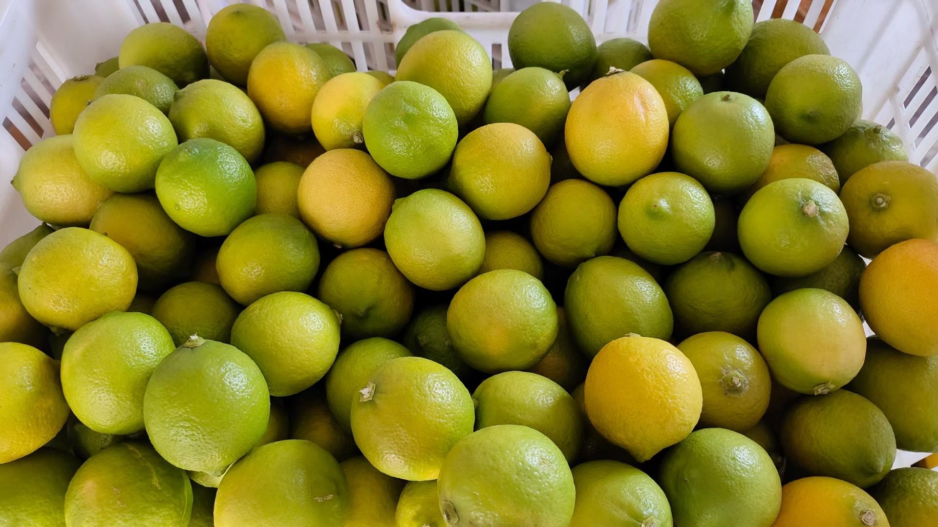 展示尤力克柠檬选购标准的示意图,包括颜色、重量、表皮状态等 尤力克柠檬选购指南示意图