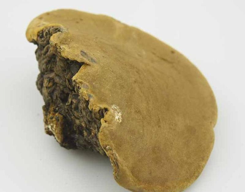 西藏野生桑黄大量现货长期供应批发零售欢迎选购