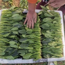 山东精品菠菜大量有货产地直供一手活跃代发全国欢