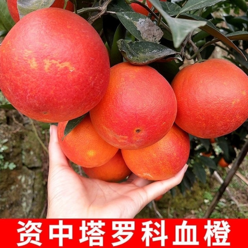 四川资中血橙产地直发对接全国各级市场批发量大电话联系