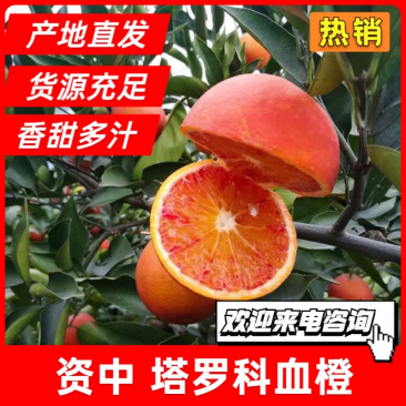 四川资中血橙产地直发对接全国各级市场批发量大电话联系