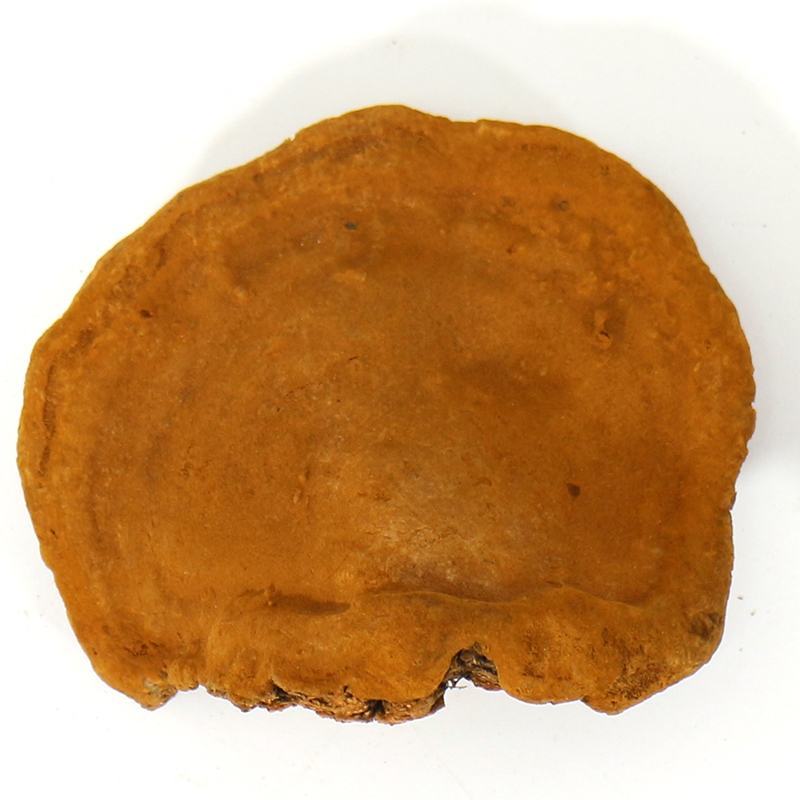 朝鲜桑黄产量稀少自然真贵大量现货供应欢迎选购