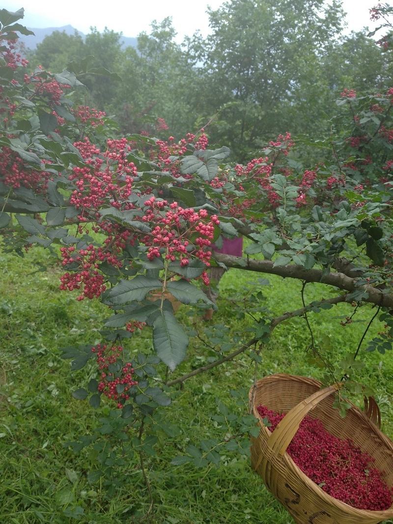 无硫花椒无熏硫无掺杂粒大饱满大量现货供应