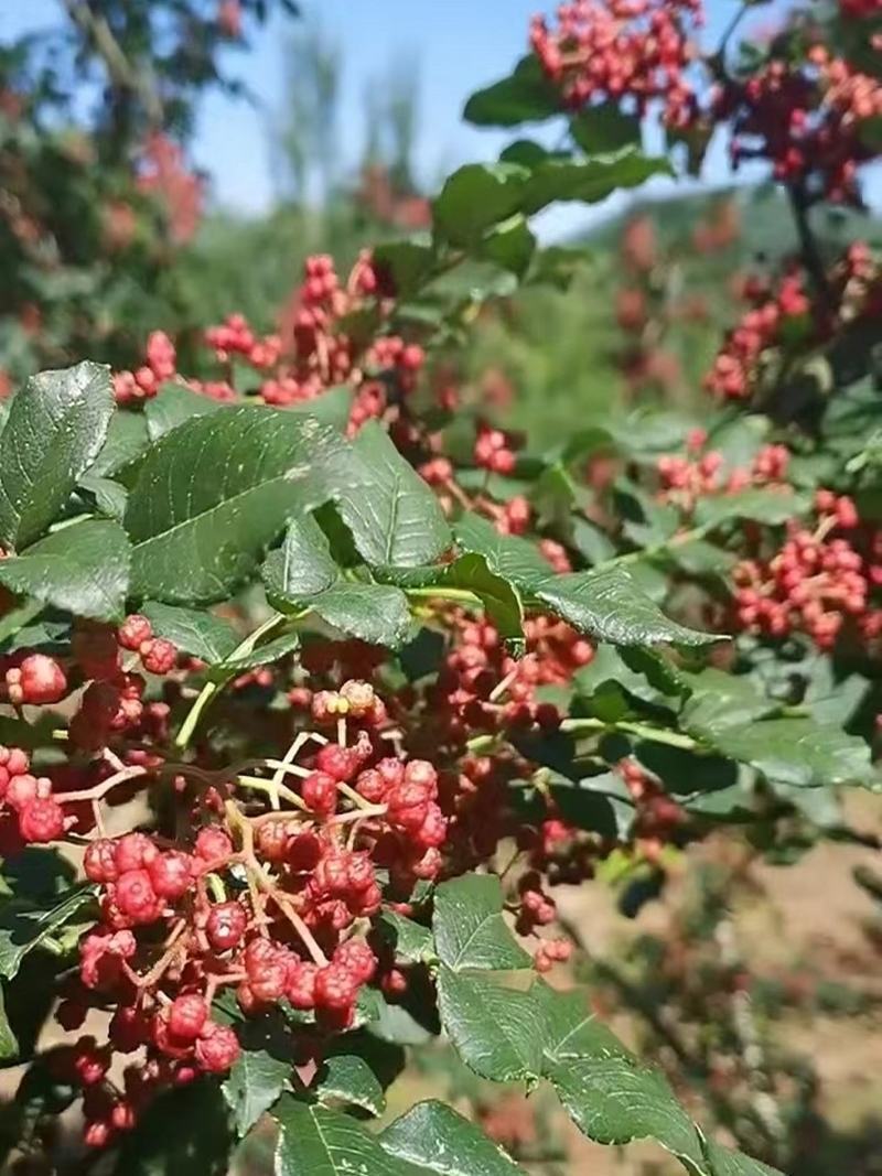 无硫花椒无熏硫无掺杂粒大饱满大量现货供应
