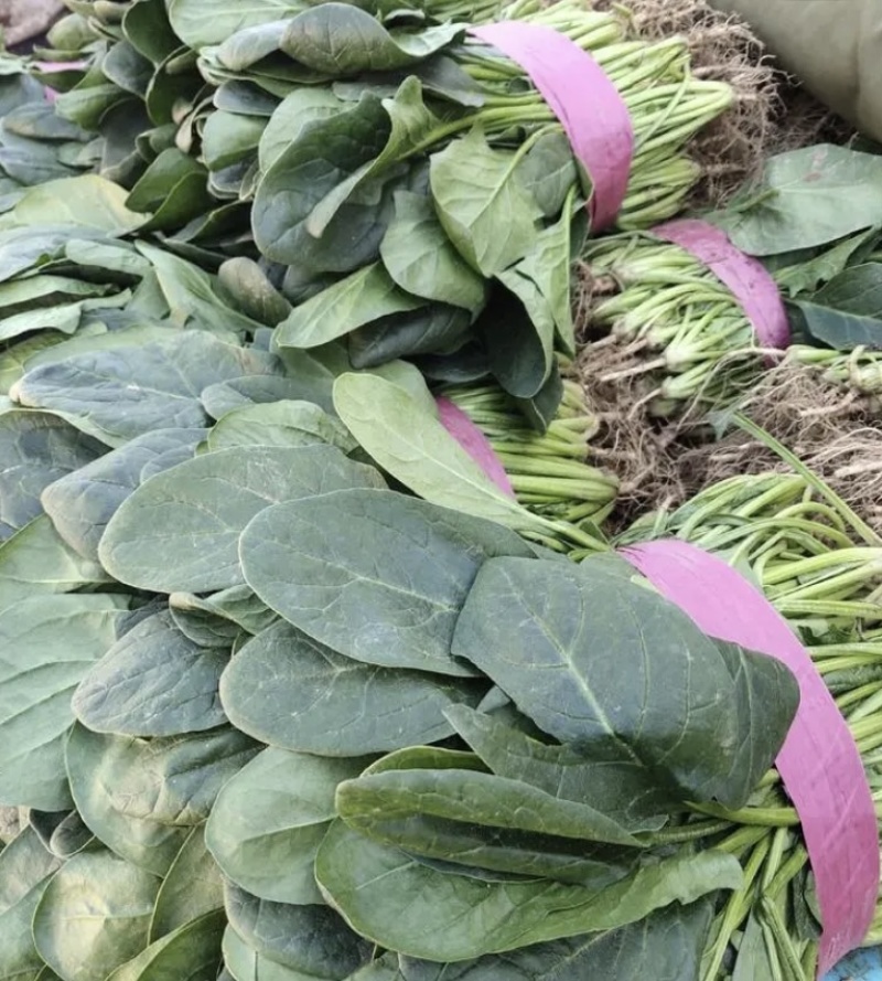 【推荐】精品山东聊城东昌府区菠菜，产地供应直发，诚信经营
