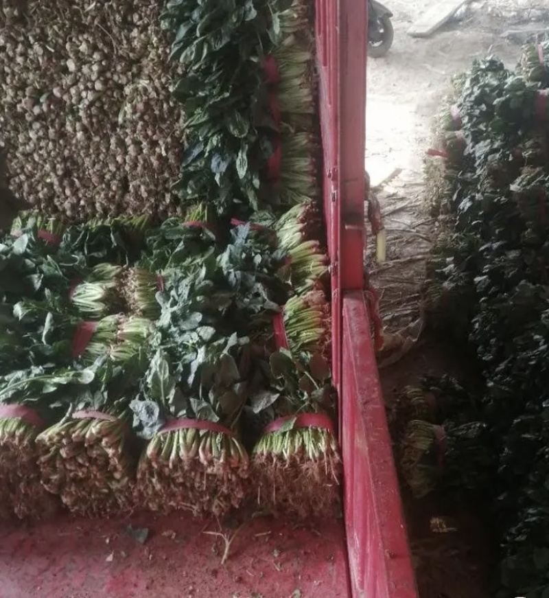 【推荐】精品山东聊城东昌府区菠菜，产地供应直发，诚信经营