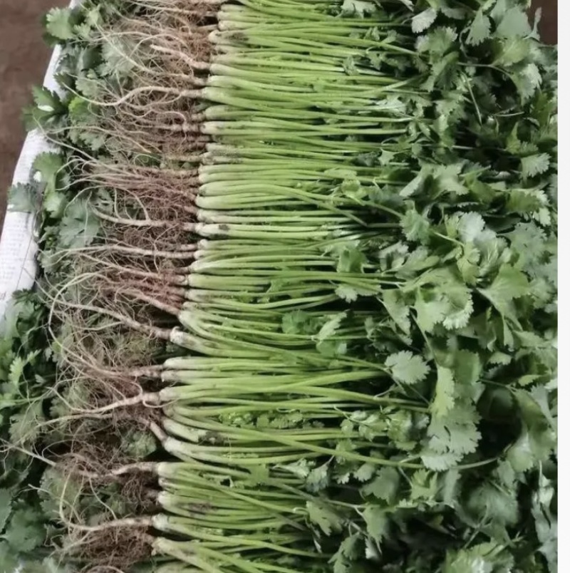 【推荐】精品山东聊城东昌府区菠菜，产地供应直发，诚信经营