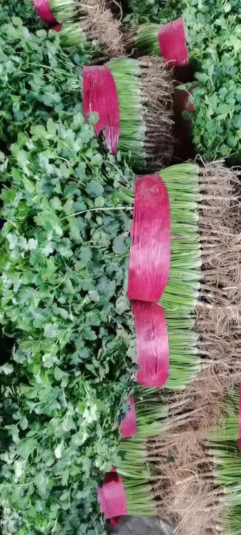 【精品】精品香菜，大量供应，产地发货，保质保量，欢迎