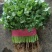 【精品】精品香菜，大量供应，产地发货，保质保量，欢迎
