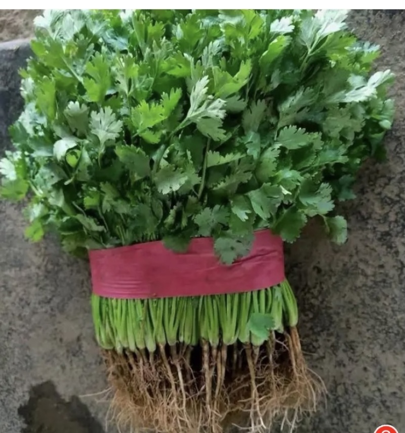 【精品】精品香菜，大量供应，产地发货，保质保量，欢迎