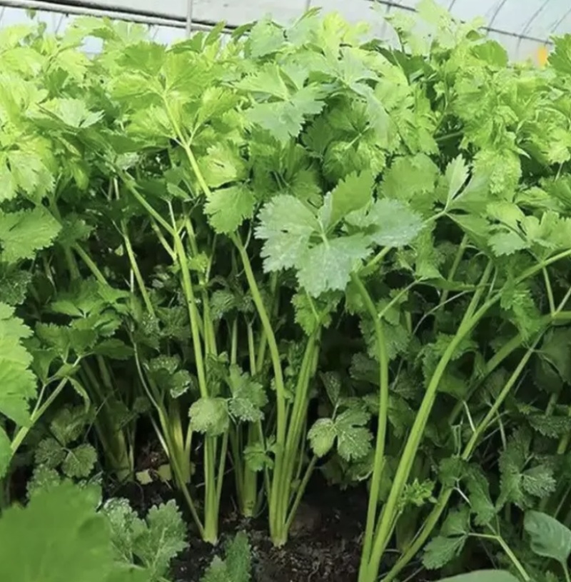 【精品】精品香菜，大量供应，产地发货，保质保量，欢迎
