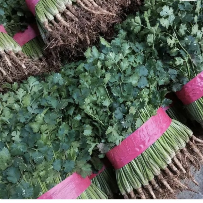【精品】精品香菜，大量供应，产地发货，保质保量，欢迎