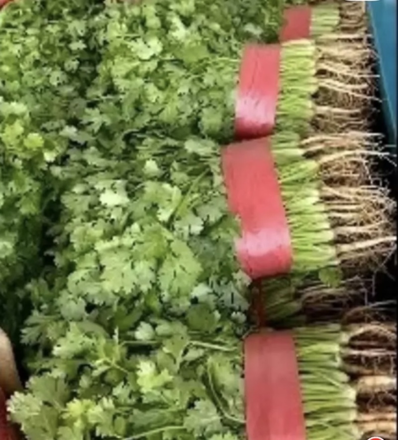 【精品】精品香菜，大量供应，产地发货，保质保量，欢迎