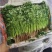 【精品】精品香菜，大量供应，产地发货，保质保量，欢迎