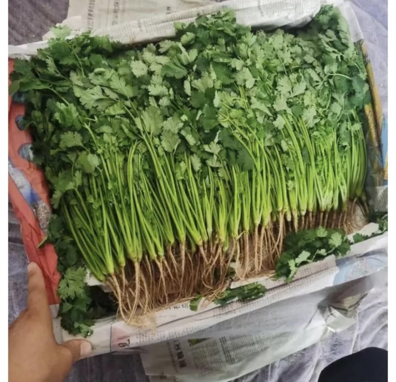 【精品】精品香菜，大量供应，产地发货，保质保量，欢迎