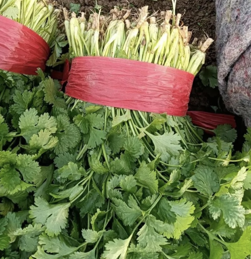 【精品】精品香菜，大量供应，产地发货，保质保量，欢迎