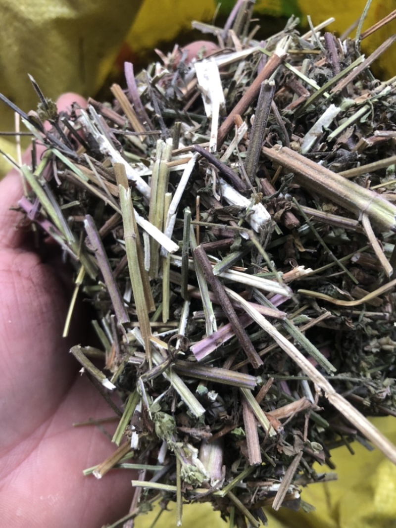 中药材荆芥