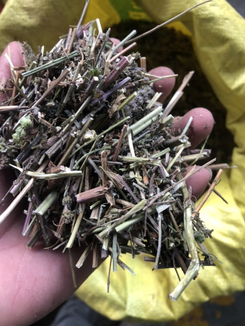 中药材荆芥