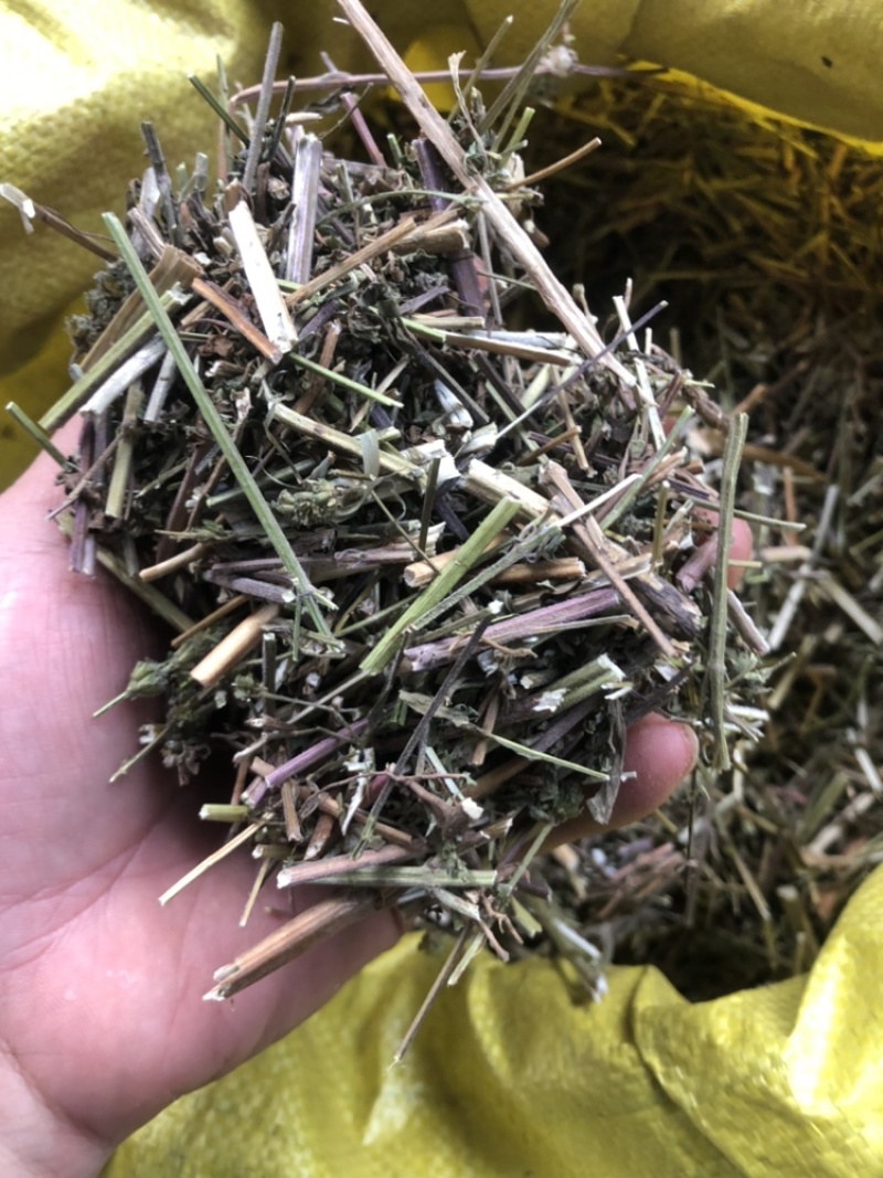 中药材荆芥
