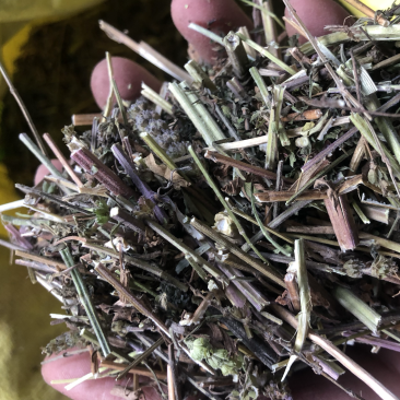 中药材荆芥