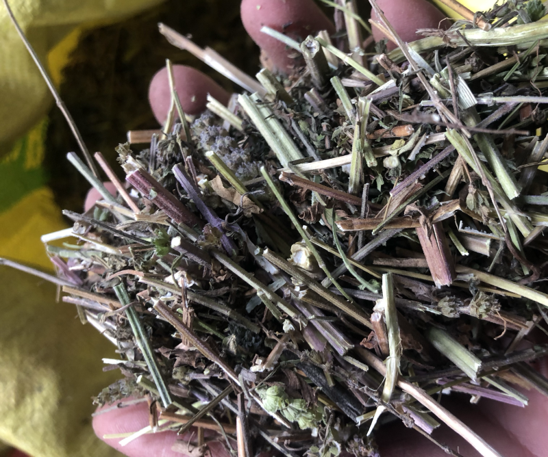 中药材荆芥