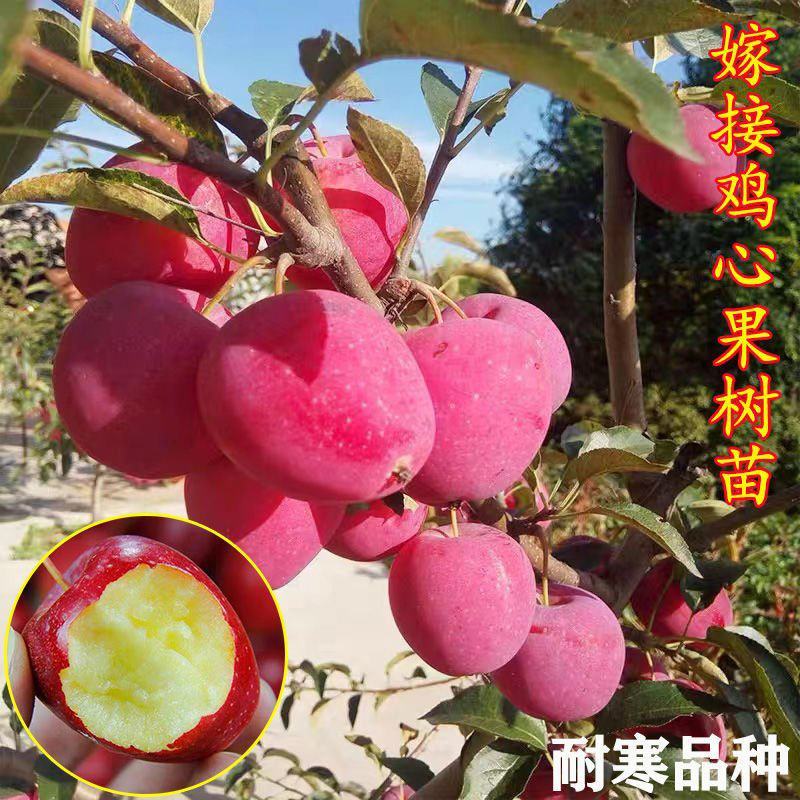 鸡心果树苗嫁接鸡心果苗南方北方种植当年结果