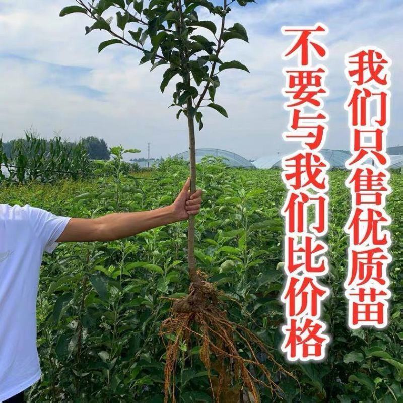 鸡心果树苗嫁接鸡心果苗南方北方种植当年结果