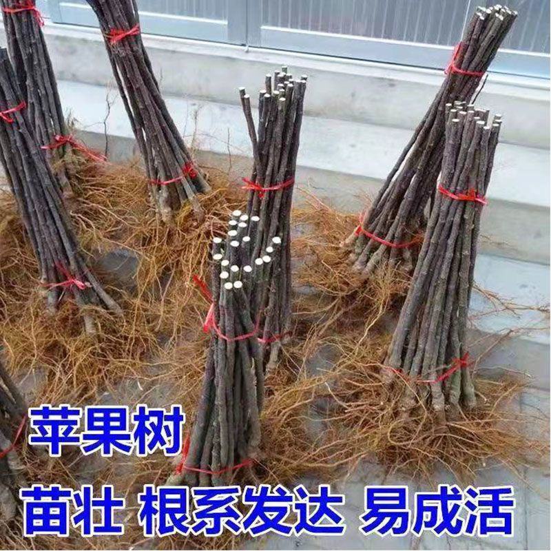 鸡心果树苗嫁接鸡心果苗南方北方种植当年结果