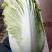 禹城冷棚白菜基地供应大量上市，黄心白菜量大从优价格优惠