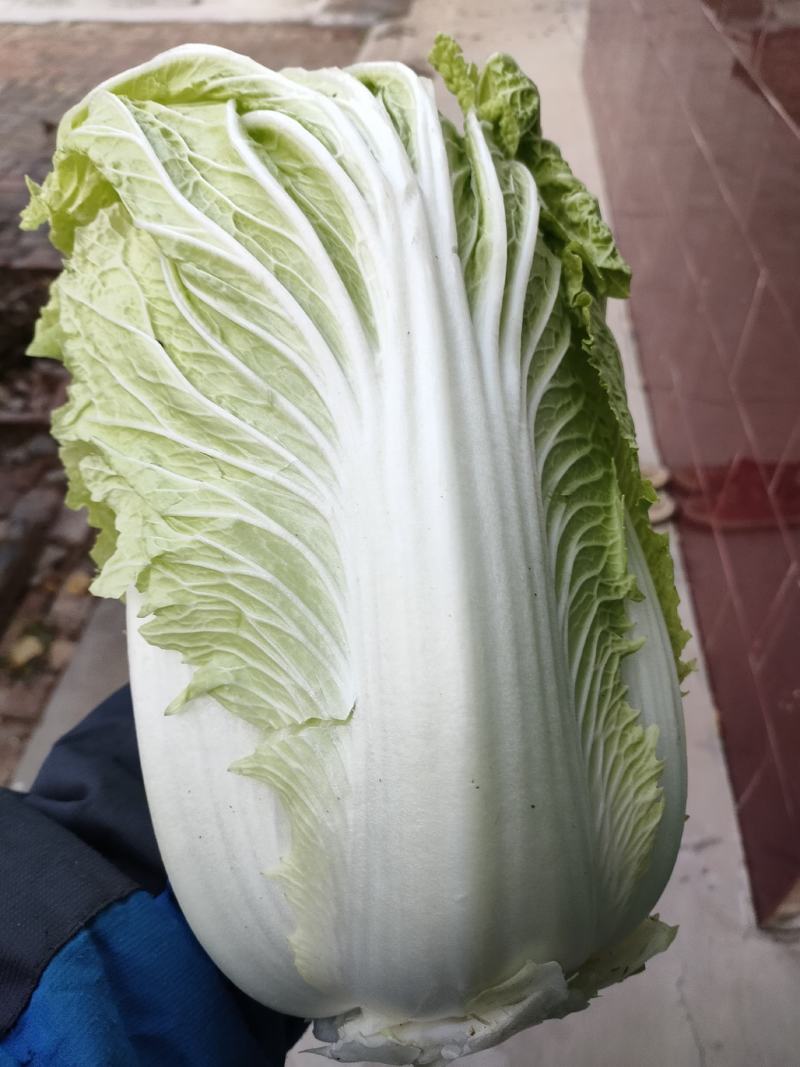 禹城冷棚白菜基地供应大量上市，黄心白菜量大从优价格优惠