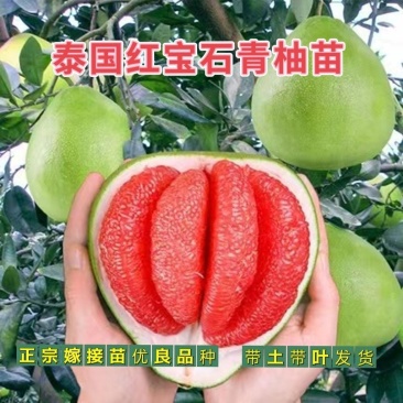 泰国红宝石青柚子苗嫁接苗红心柚新品越南青柚苗种植庭院地栽