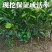 泰国红宝石青柚子苗嫁接苗红心柚新品越南青柚苗种植庭院地栽