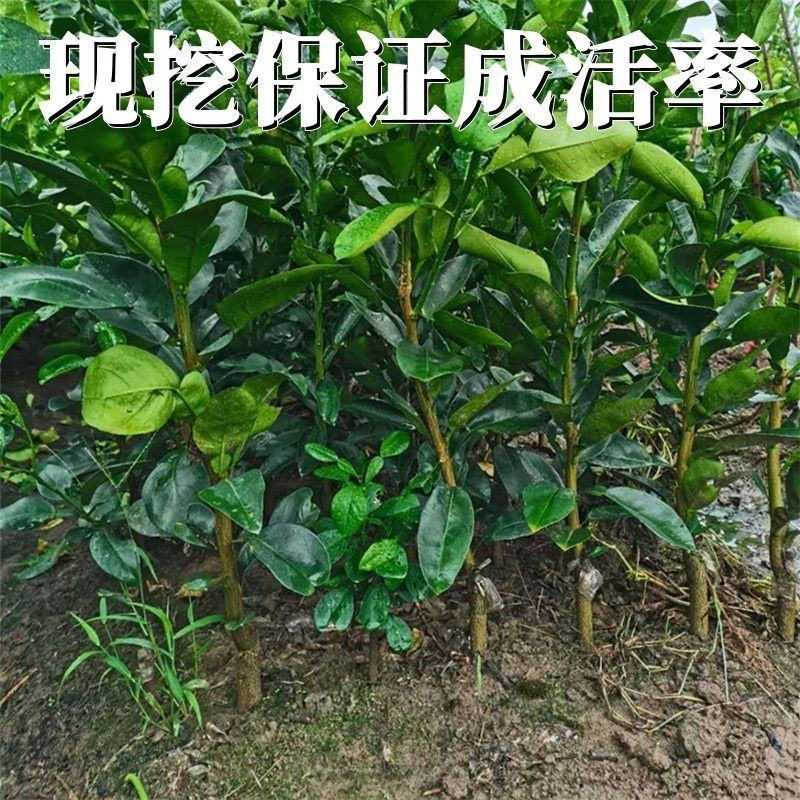 泰国红宝石青柚子苗嫁接苗红心柚新品越南青柚苗种植庭院地栽