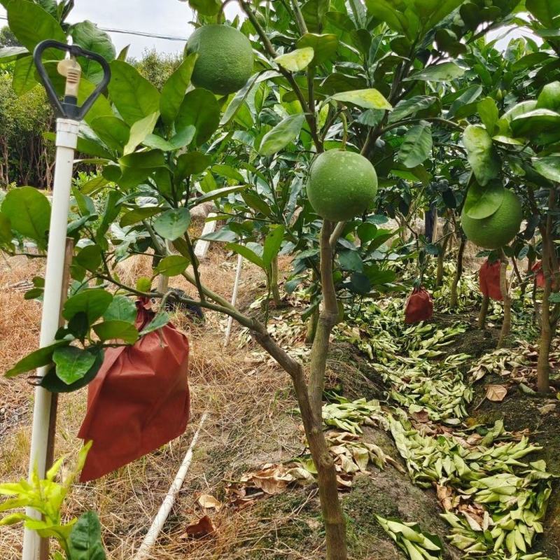 泰国红宝石青柚子苗嫁接苗红心柚新品越南青柚苗种植庭院地栽