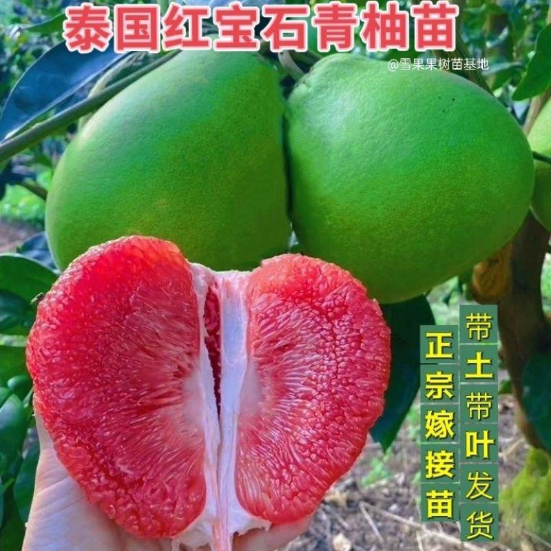泰国红宝石青柚子苗嫁接苗红心柚新品越南青柚苗种植庭院地栽