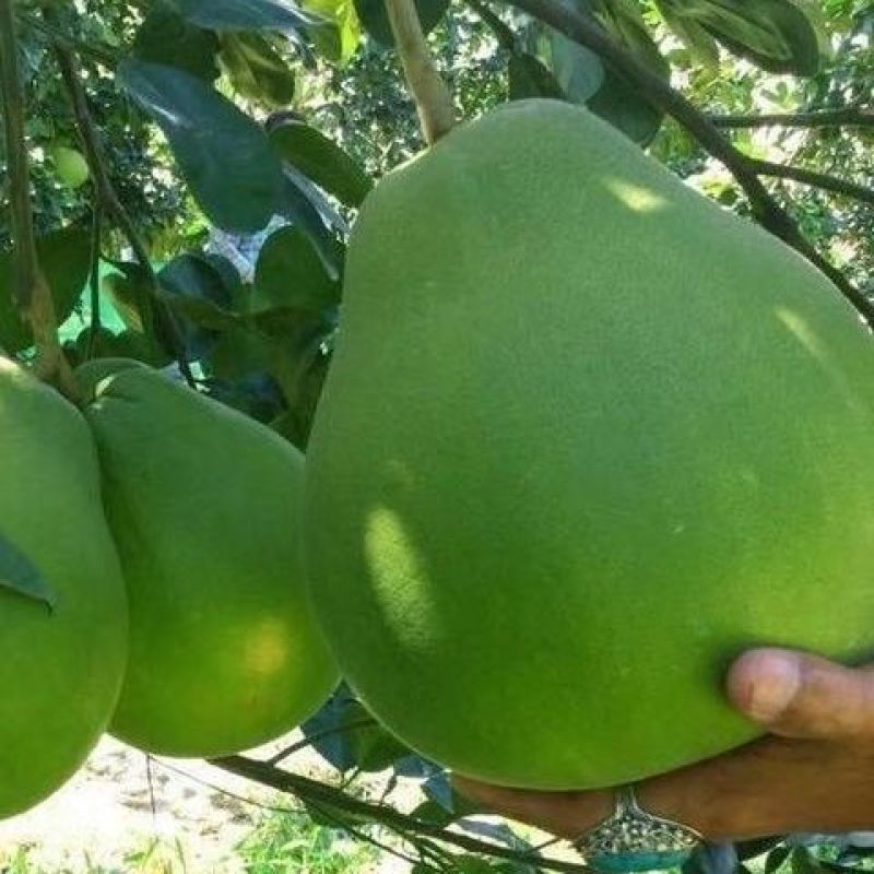 泰国红宝石青柚子苗嫁接苗红心柚新品越南青柚苗种植庭院地栽