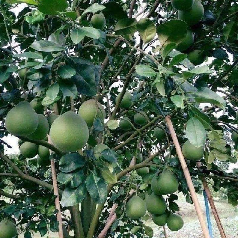 泰国红宝石青柚子苗嫁接苗红心柚新品越南青柚苗种植庭院地栽