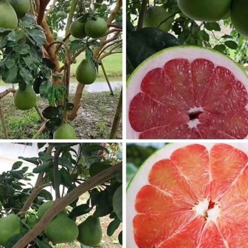 泰国红宝石青柚子苗嫁接苗红心柚新品越南青柚苗种植庭院地栽