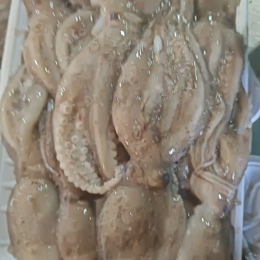 八爪鱼一斤一盒