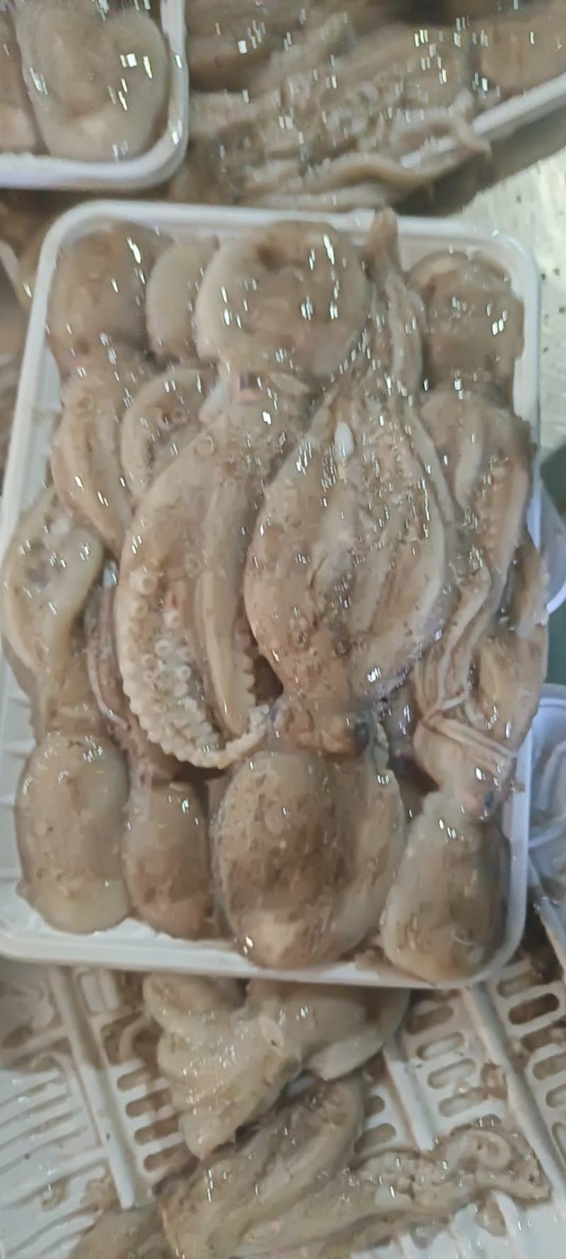 八爪鱼一斤一盒