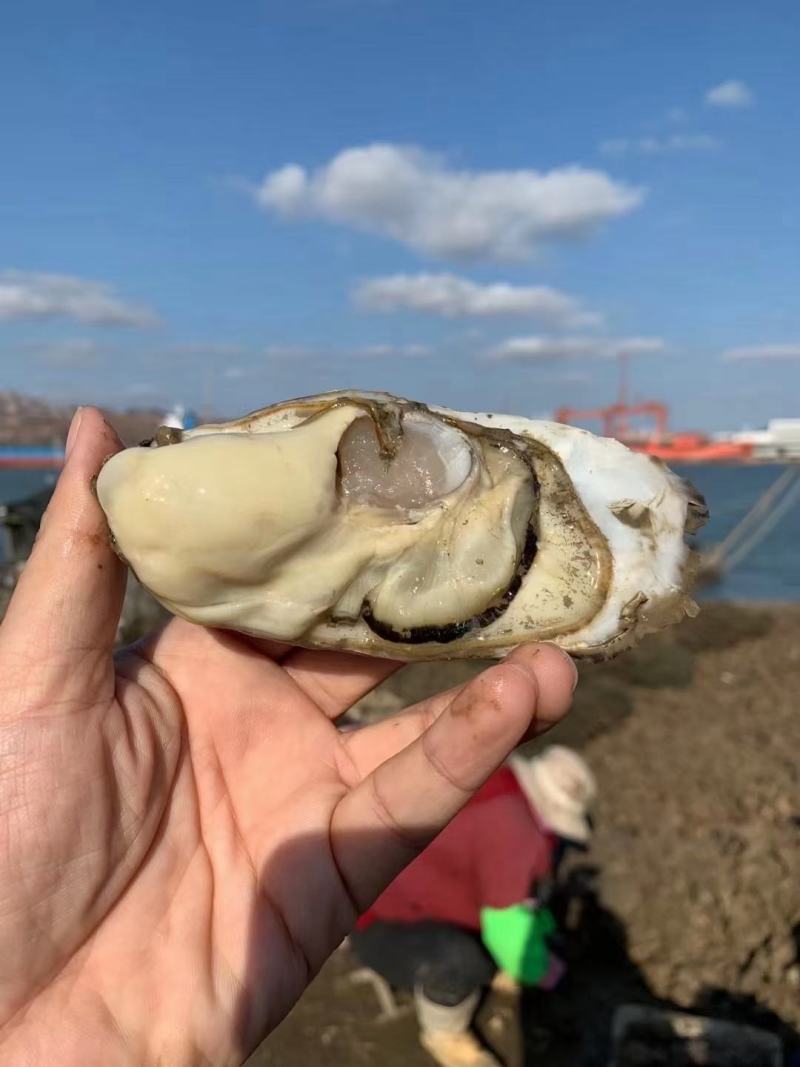 好品山东.礼飨中国佳节送蚝礼乳山牡蛎更满意10斤/件