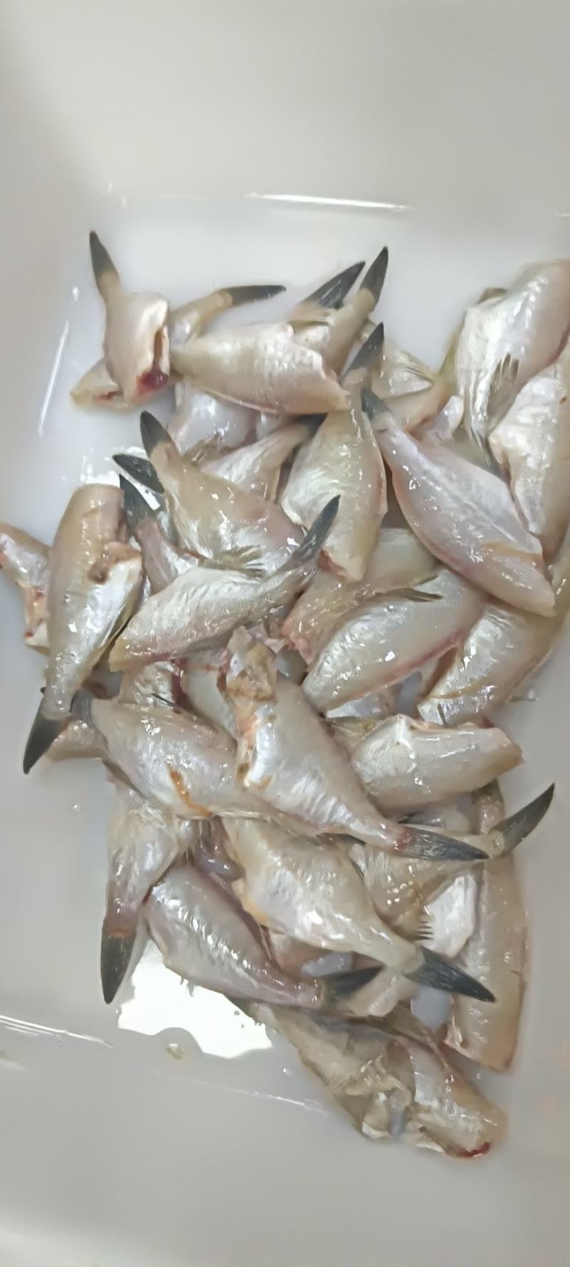 扒皮鱼