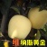 嫁接红富士苹果树苗黄金奶油富士苹果树苗南北方种植盆栽地栽