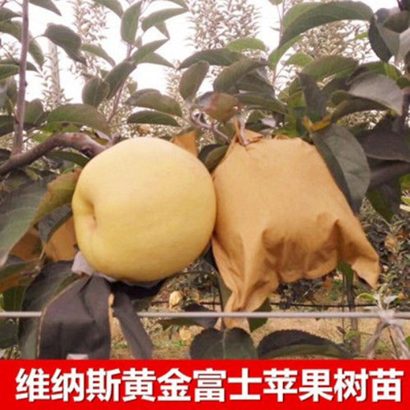嫁接红富士苹果树苗黄金奶油富士苹果树苗南北方种植盆栽地栽