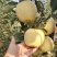 嫁接红富士苹果树苗黄金奶油富士苹果树苗南北方种植盆栽地栽
