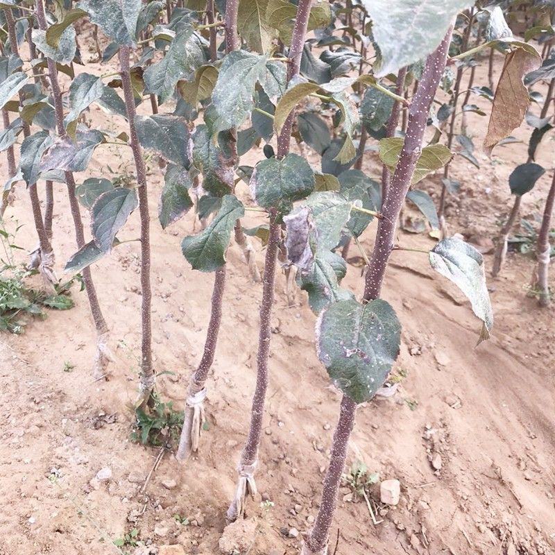 嫁接红富士苹果树苗黄金奶油富士苹果树苗南北方种植盆栽地栽